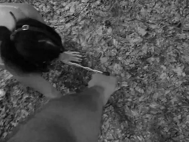 Bringe meiner Schlampe bei, völlig nackt im Wald gut an der Hundeleine zu sein