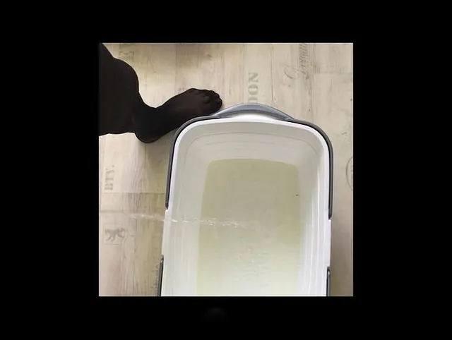 pisse in wäschekorb die fotze