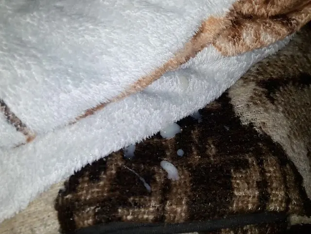 Ihre Kuscheldecke bewichst